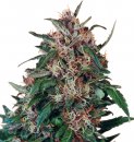 Dutch Passion Seeds Hollands Hope (Обычные)