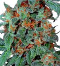 Dutch Passion Seeds Orange Bud (Феминизированные)