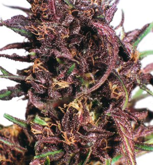 Семена Dutch Passion Seeds Purple #1 (Феминизированные)