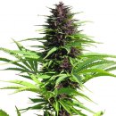 Dutch Passion Seeds Shaman (Феминизированные)