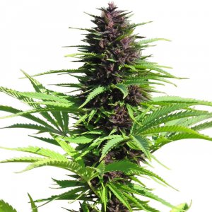 Семена Dutch Passion Seeds Shaman (Феминизированные)