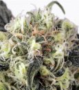Dutch Passion Seeds Snow Bud (Феминизированные)