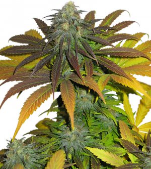 Семена Dutch Passion Seeds Californian Orange (Феминизированные)