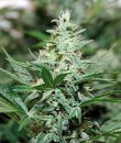 Barney's Farm Seeds Red Dragon (Феминизированные)