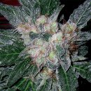 Violator Kush (Феминизированные)