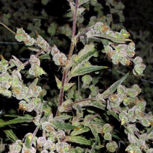 Семена Barney's Farm Seeds Dr. Grinspoon (Феминизированные)