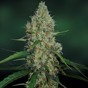 Семена Barney's Farm Seeds G13 Haze (Феминизированные)