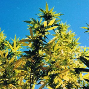 Семена KC Brains SWISS-xT <sup>®</sup> (Феминизированные)