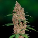 Barney's Farm Seeds Laughing Buddha (Феминизированные)