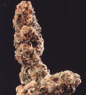 Семена KC Brains Afghani Special <sup>®</sup> (Феминизированные)