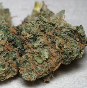 Семена KC Brains California Special <sup>®</sup> (Феминизированные)