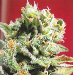 Семена KC Brains Cristal Limit <sup>®</sup> (Феминизированные)