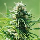 Barney's Farm Seeds Sweet Tooth (Феминизированные)