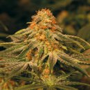 Barney's Farm Seeds Vanilla Kush (Феминизированные)