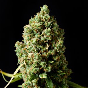 Семена Barney's Farm Seeds Critical Kush (Феминизированные)