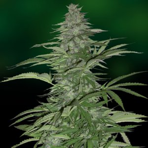 Семена Barney's Farm Seeds Morning Glory (Феминизированные)