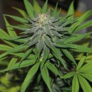 Barney's Farm Seeds Pineapple Express (Автоцветущие феминизированные)