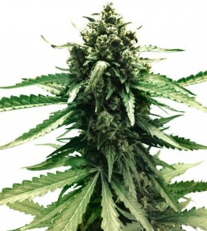Семена Dutch Passion Seeds AutoFrisian Dew (Автоцветущие феминизированные)