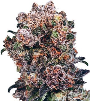 Семена Dutch Passion Seeds Blueberry (Обычные)