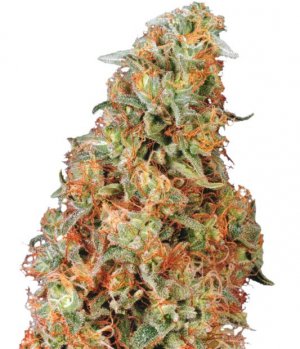 Семена Dutch Passion Seeds Power Plant (Феминизированные)