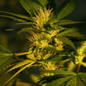 Семена Nirvana Seeds Jock Horror (Феминизированные)