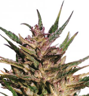 Семена Dutch Passion Seeds Passion #1 (Феминизированные)