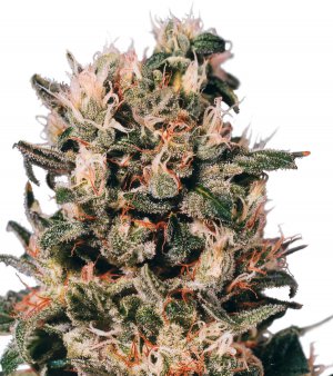 Семена Dutch Passion Seeds Euforia (Феминизированные)