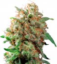Dutch Passion Seeds Mazar (Феминизированные)