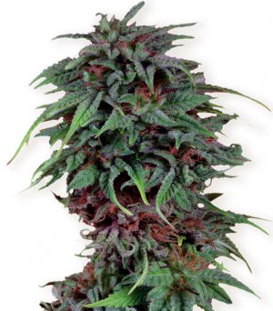 Семена Dutch Passion Seeds Durban Poison (Феминизированные)
