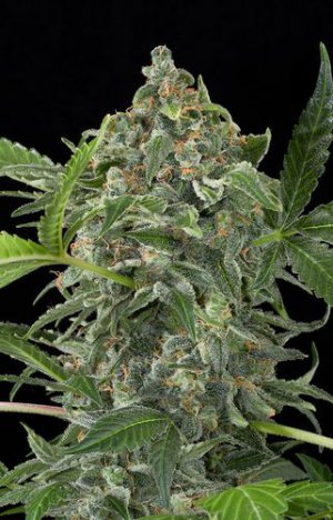 Семена Dinafem Seeds White Cheese (Автоцветущие феминизированные)