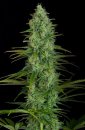 Dinafem Seeds Critical Jack (Феминизированные)