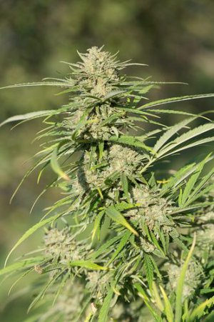 Семена Dinafem Seeds Critical Kush (Феминизированные)