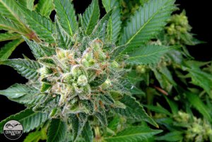 Семена Dinafem Seeds Diesel (Феминизированные)