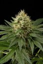 Dinafem Seeds Dinachem (Феминизированные)