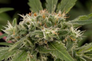 Семена Dinafem Seeds Strawberry Amnesia (Феминизированные)
