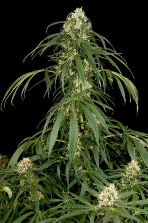 Семена Dinafem Seeds Super Silver (Феминизированные)