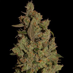 Семена Barney's Farm Seeds CBD Critical Cure (Феминизированные)