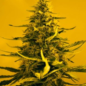 Семена Nirvana Seeds White Widow (Автоцветущие феминизированные)