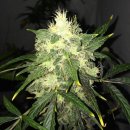Nirvana Seeds OG Kush (Феминизированные)