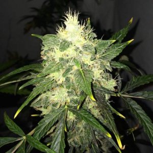 Семена Nirvana Seeds OG Kush (Феминизированные)