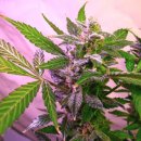 Nirvana Seeds Blue Mystic (Обычные)