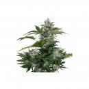 Buddha Seeds White Dwarf (Автоцветущие феминизированные)