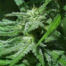 KC Brains Brains Damage <sup>®</sup> (Обычные)