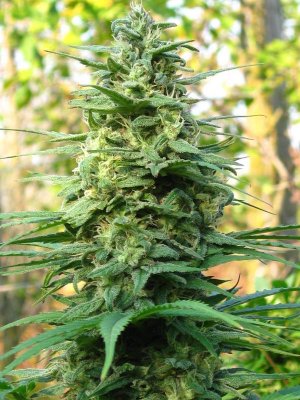 Семена KC Brains LEDA UNO <sup>®</sup> (Феминизированные)