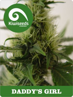 Семена Kiwi Seeds Daddy’s Girl (Феминизированные)
