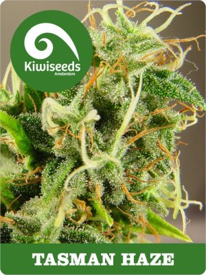 Семена Kiwi Seeds Tasman Haze (Феминизированные)