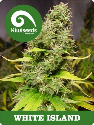 Семена Kiwi Seeds White Island (Обычные)