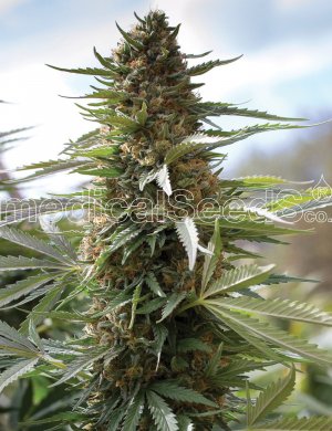 Семена Medical Seeds Over Dawg (Феминизированные)