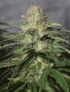 Medical Seeds OG Kush CBD (Феминизированные)