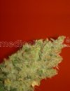 Medical Seeds Jack La Mota (Феминизированные)